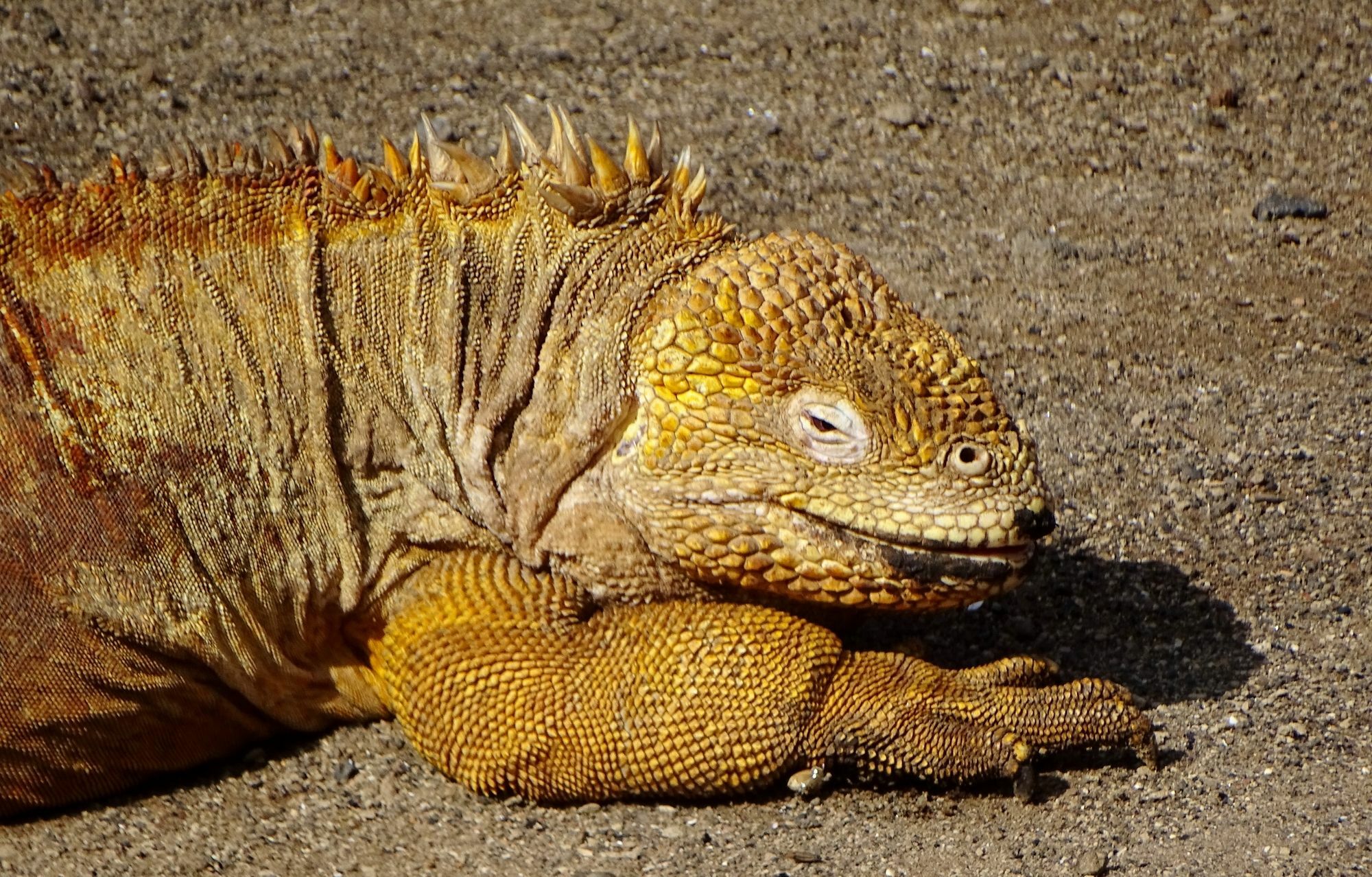 Galapagos Chalet プエルトアヨラ エクステリア 写真