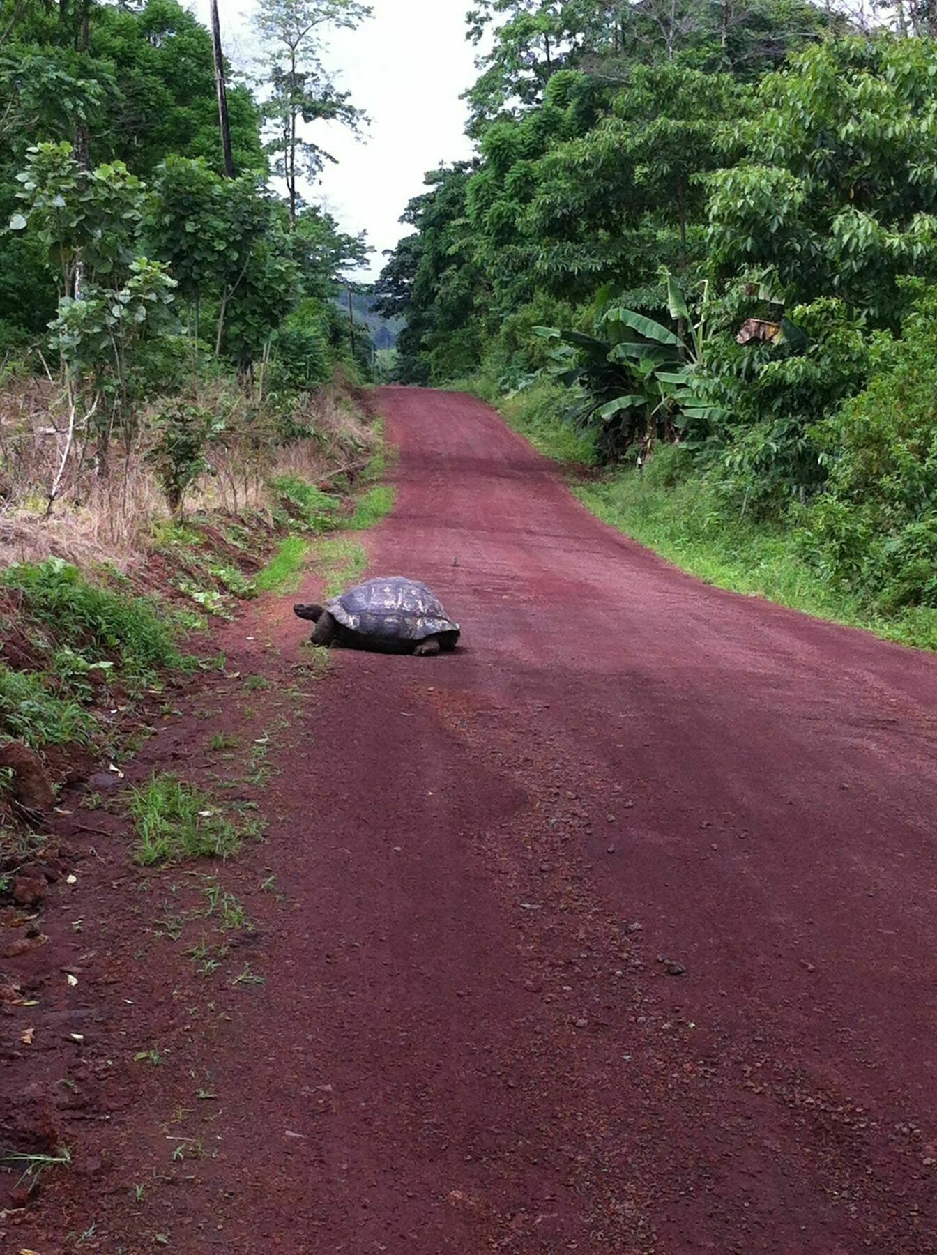 Galapagos Chalet プエルトアヨラ エクステリア 写真
