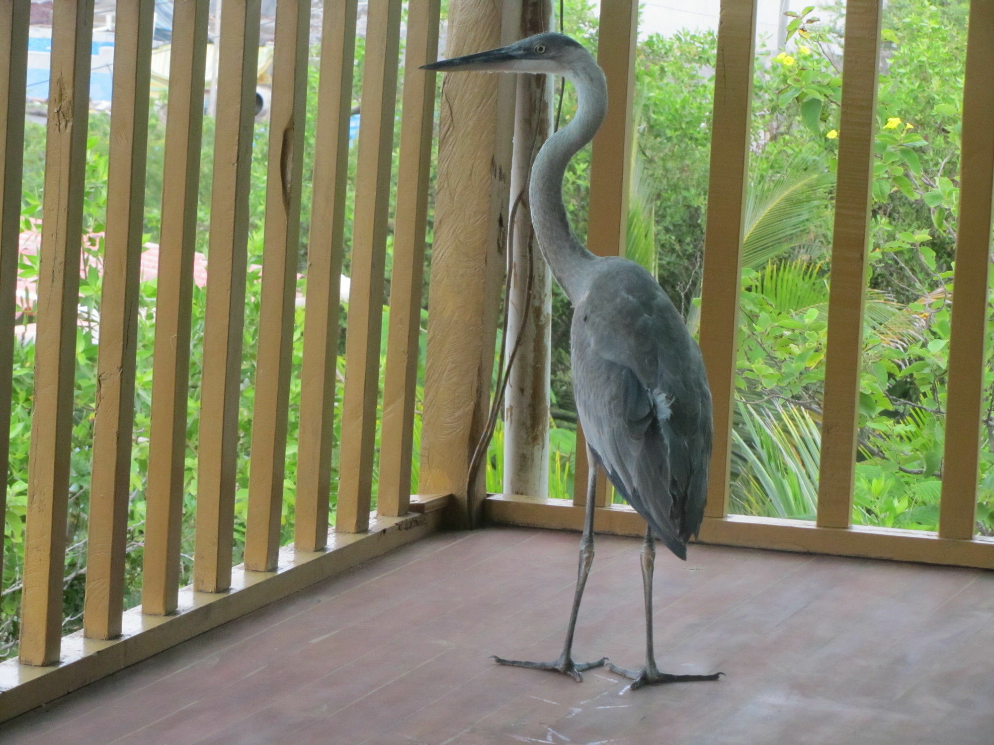 Galapagos Chalet プエルトアヨラ エクステリア 写真